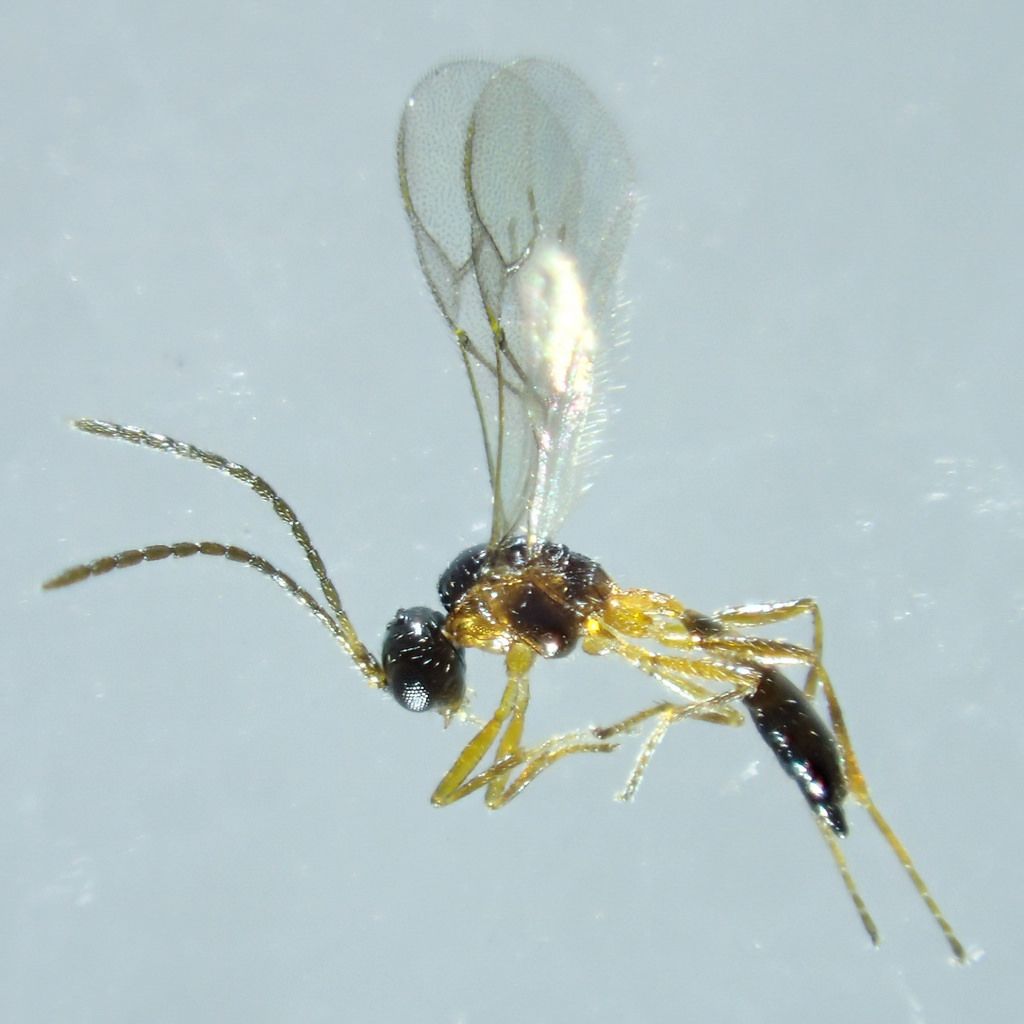 Hymenoptera sp